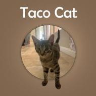 Taco Cat di Williams edito da Tracie Williams