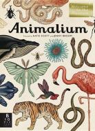 Animalium: Welcome to the Museum di Jenny Broom edito da BIG PICTURE PR