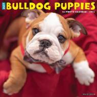 Just Bulldog Puppies 2023 Wall Calendar di Willow Creek Press edito da Willow Creek Press