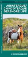 Assateague/Chincoteague Seashore Life: A Waterproof Folding Guide to Familiar Animals & Plants di Waterford Press, James Kavanagh edito da WATERFORD PR