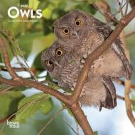 Owls 2020 Mini Wall Calendar di Inc Browntrout Publishers edito da Brown Trout