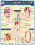 Digestive System di Vincent Perez edito da Barcharts