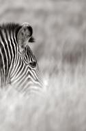 Alive! zebra stripes - Black and white - Photo Art Notebooks (6 x 9 series) di Eva-Lotta Jansson edito da Blurb