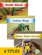 Incredible Insects (Set Of 6) di Grace Hansen edito da North Star Editions