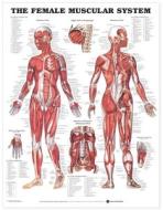 The Female Muscular System Anatomical Chart edito da Anatomical Chart Co.