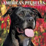 American Pit Bull Terriers Calendar edito da Willow Creek Press