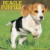 Beagle Puppies Calendar edito da Willow Creek Press