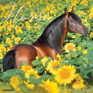Happiness Is A Horse 2023 Wall Calendar di Willow Creek Press edito da Willow Creek Press