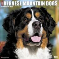 Bernese Mountain Dog Calendar edito da Willow Creek Press