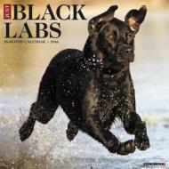Black Labs Calendar edito da Willow Creek Press