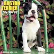 Boston Terrier Puppies Calendar edito da Willow Creek Press