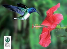 Hummingbirds Notecards edito da Pomegranate Communications