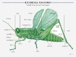 Insects Learning Cards di School Specialty Publishing, Carson-Dellosa Publishing edito da Instructional Fair