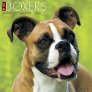 Boxers Calendar edito da Willow Creek Press