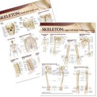 Lippincott Williams And Wilkins Atlas Of Anatomy Skeletal System Chart Set edito da Lippincott Williams And Wilkins