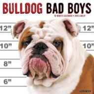 Bulldog Bad Boys Calendar edito da Willow Creek Press