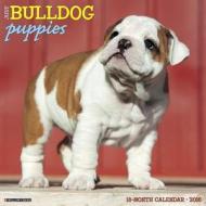 Bulldog Puppies Calendar edito da Willow Creek Press