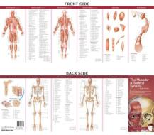 Anatomical Chart Company's Illustrated Pocket Anatomy: The Muscular & Skeletal Systems Study Guide edito da Lippincott Williams And Wilkins