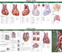 Anatomical Chart Company's Illustrated Pocket Anatomy: Anatomy of The Heart Study Guide edito da LWW