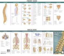Anatomical Chart Company's Illustrated Pocket Anatomy: The Vertebral Column & Spine Disorders Study Guide edito da Lippincott Williams And Wilkins