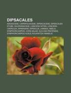 Dipsacales: Lonicera Nitida, Morinaceae di Books Llc edito da Books LLC, Wiki Series