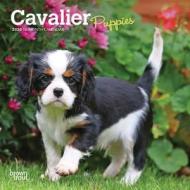 Cavalier King Charles Spaniel Puppies 2020 Mini Wall Calendar di Inc Browntrout Publishers edito da Brown Trout