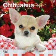 Chihuahua Puppies 2020 Mini Wall Calendar di Inc Browntrout Publishers edito da Brown Trout