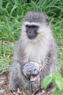 Mandi Monkey and Other Stories di Justin Kruger-Park edito da Lulu.com