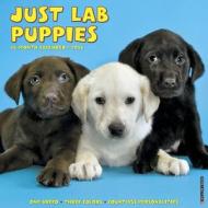 Lab Puppies Calendar edito da Willow Creek Press