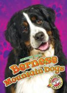 Bernese Mountain Dogs di Rebecca Sabelko edito da Bellwether Media