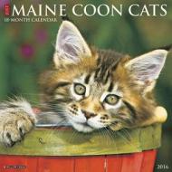 Maine Coon Cats Calendar edito da Willow Creek Press