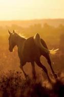 Arabian Horse April Notebook & Journal. Productivity Work Planner & Idea Notepad di Equine Life edito da Global Pet Care International
