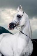 Arabian Horse May Notebook & Journal. Productivity Work Planner & Idea Notepad di Equine Life edito da Global Pet Care International