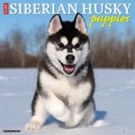 Just Siberian Husky Puppies 2023 Wall Calendar di Willow Creek Press edito da Willow Creek Press