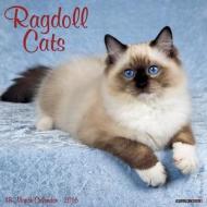 Ragdoll Cats Calendar edito da Willow Creek Press