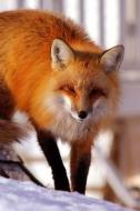 Red Fox: Notebook, 150 Lined Pages, Softcover, 6 X 9 di Wild Pages Press edito da Createspace Independent Publishing Platform