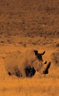 Alive! white rhino - Sepia - Photo Art Notebooks (5 x 8 series) di Eva-Lotta Jansson edito da Blurb