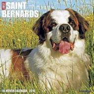Saint Bernards Calendar edito da Willow Creek Press