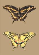 Carnet Blanc, Papillons Cresphontes di Aubriet-C edito da Hachette Livre - Bnf
