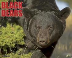 Black Bears Calendar edito da Willow Creek Press