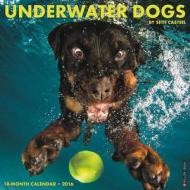 Underwater Dogs Calendar edito da Willow Creek Press