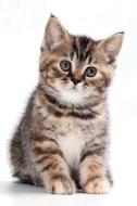 British Kitten October Notebook & Journal. Productivity Work Planner & Idea Notepad di Cute Kitty edito da Global Pet Care International