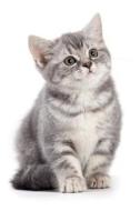 British Kitten December Notebook & Journal. Productivity Work Planner & Idea Notepad di Cute Kitty edito da Global Pet Care International