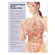 Internal Organs Of The Human Body Anatomical Chart di Anatomical Chart Company edito da Anatomical Chart Co.