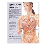 Internal Organs Of The Human Body Anatomical Chart edito da Anatomical Chart Co.