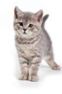 British Kitten March Notebook & Journal. Productivity Work Planner & Idea Notepad di Cute Kitty edito da Global Pet Care International
