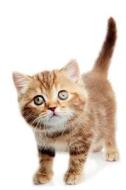 British Shorthair Kitten Summer Notebook & Journal. Productivity Work Planner & Idea Notepad di Cute Kitty edito da Global Pet Care International