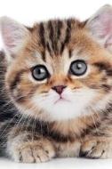 British Shorthair Kitten Spring Notebook & Journal. Productivity Work Planner & Idea Notepad di Cute Kitty edito da Global Pet Care International
