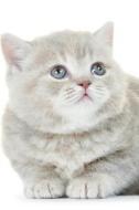 British Shorthair Kitten Winter Notebook & Journal. Productivity Work Planner & Idea Notepad di Cute Kitty edito da Global Pet Care International