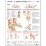 Anatomy And Injuries Of The Foot And Ankle edito da Anatomical Chart Co.